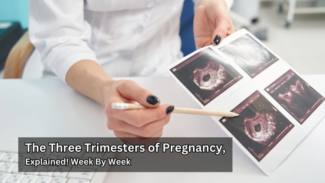 The Three Trimesters of Pregnancy, Explained Week By Week