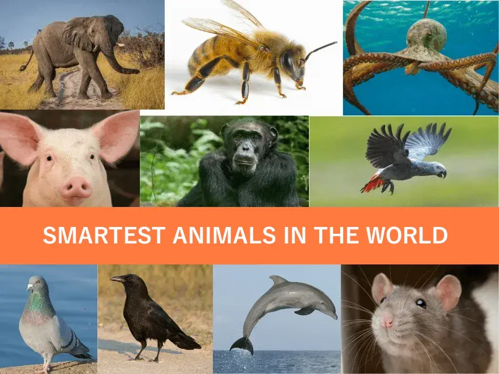 Smartest animals in the world